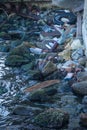 Garbage on the seashore Royalty Free Stock Photo