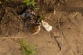 Garbage on the shore. Used old polythene bags and plastic drink bottles washed up on the beach at high and low tide. Contamination Royalty Free Stock Photo