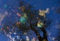 Garbage and tree reflections in water Royalty Free Stock Photo