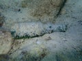 Garbage underwater. Glass bottle. Aegean Sea, Greece, Thasos island. Sea pollution