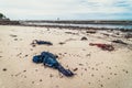 Garbage and wastes on the beach Royalty Free Stock Photo