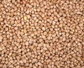 Garbanzo beans (chickpeas). Heap of Chick Peas as detailed macro shot Royalty Free Stock Photo
