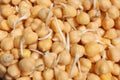 Garbanzo Beans Sprouting Royalty Free Stock Photo