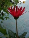 Garbera flower beauty of love Royalty Free Stock Photo