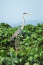 Garca-Moura bird on the top of a tree over the green foliage Royalty Free Stock Photo