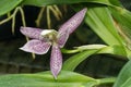 Garcia`s Prostechea Orchid