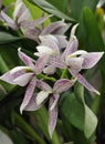 Garcia's Prostechea Orchid