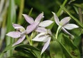 Garcia's Prostechea Orchid