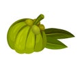 Garcinia Cambogia Fruit with Oblong Green Leaves Vector Illustration