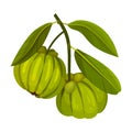 Garcinia Cambogia Fruit with Oblong Green Leaves Vector Illustration