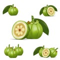 Garcinia Cambogia Fruit Vector art Royalty Free Stock Photo