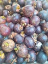 Garcinia Mangostana L , mangosteen fruit