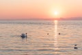 Swan on a lamp