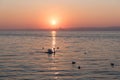 Swan in the lake