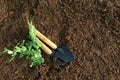 Garden accessories, shovel and rake on the ground. View from above. Horticulture and gardening concept, copy space