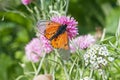 A Garden Acraea Acraea horta butterfly Royalty Free Stock Photo