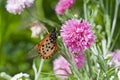 Garden Acraea Acraea horta butterfly Royalty Free Stock Photo