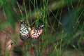 Garden Acraea Butterflies Mating Acraea horta Royalty Free Stock Photo