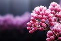 Garden adornment Arctostaphylos uva ursi flowers beauty with copy space