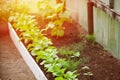 Young fresh vegetables planted in greenhouse in home garden in spring. Young tomatoes, parsley, dille. Royalty Free Stock Photo