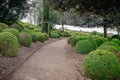 A garden alley with clipped boxwood