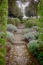 A garden alley with clipped boxwood