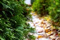 garden alley with fallen yellow leaves and evergreen cypresses