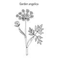 Garden angelica Angelica archangelica , or wild celery