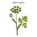 Garden angelica Angelica archangelica , or wild celery