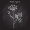 Garden angelica Angelica archangelica , or wild celery