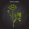 Garden angelica Angelica archangelica , or wild celery