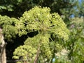 Garden angelica / Angelica archangelica / Wild celery, Norwegian angelica, Erz Engelwurz, Arznei-Engelwurz, Echte Engelwurz,