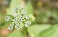 Blossom of garden angelica from close-up