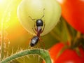 Garden ant checking tomatos