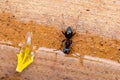 Garden ant drinking from a terracotta bowl Royalty Free Stock Photo