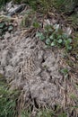 Garden anthill between plants made of sand and dust Royalty Free Stock Photo