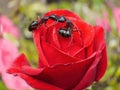 Garden ants kissing on rose