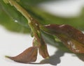 Garden aphid on a branch