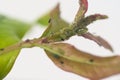 Garden aphid on a branch