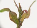 Garden aphid on a branch