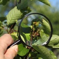 Careful search for insect pests