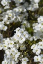 Garden Arabis