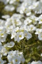 Garden Arabis