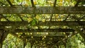 Garden Arbor With Yellow Lemons on Latticework