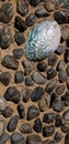 Garden Art - Abalone Shell and River Rocks Royalty Free Stock Photo