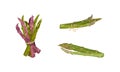 Garden Asparagus or Sparrow Grass as Spring Vegetable Tied in Bunch Vector Set