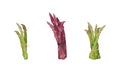 Garden Asparagus or Sparrow Grass as Spring Vegetable Tied in Bunch Vector Set