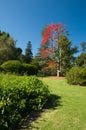 Garden in Auckland Domain. Royalty Free Stock Photo