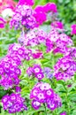 Garden autumn flowers phlox Royalty Free Stock Photo