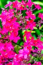 Garden autumn flowers phlox Royalty Free Stock Photo